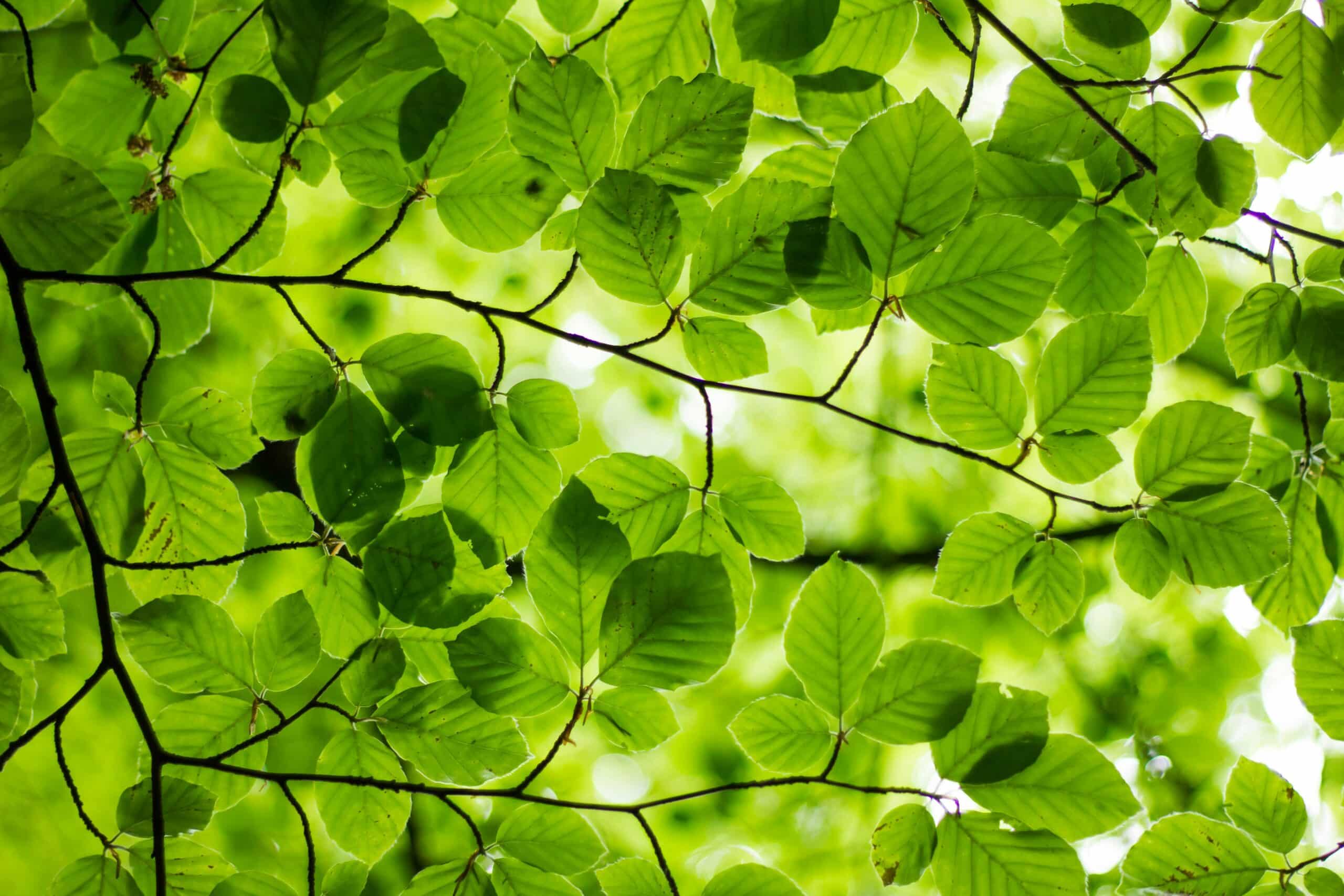 Green leaves of an ash tree